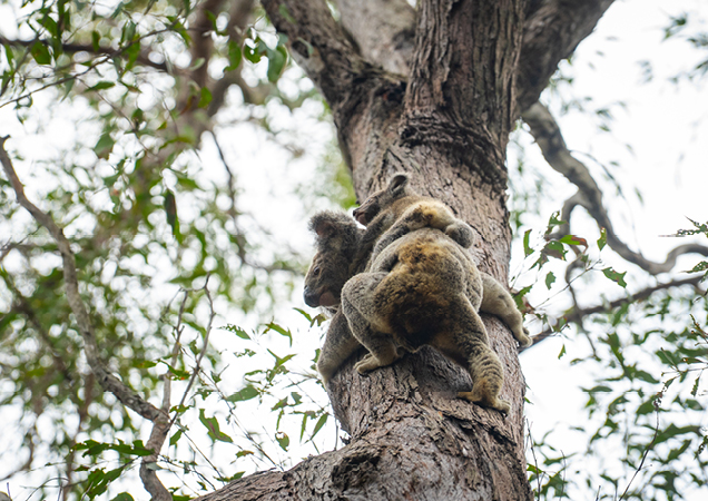 Koalas, Erica and Precious being released back into Whites Hill Reserve.